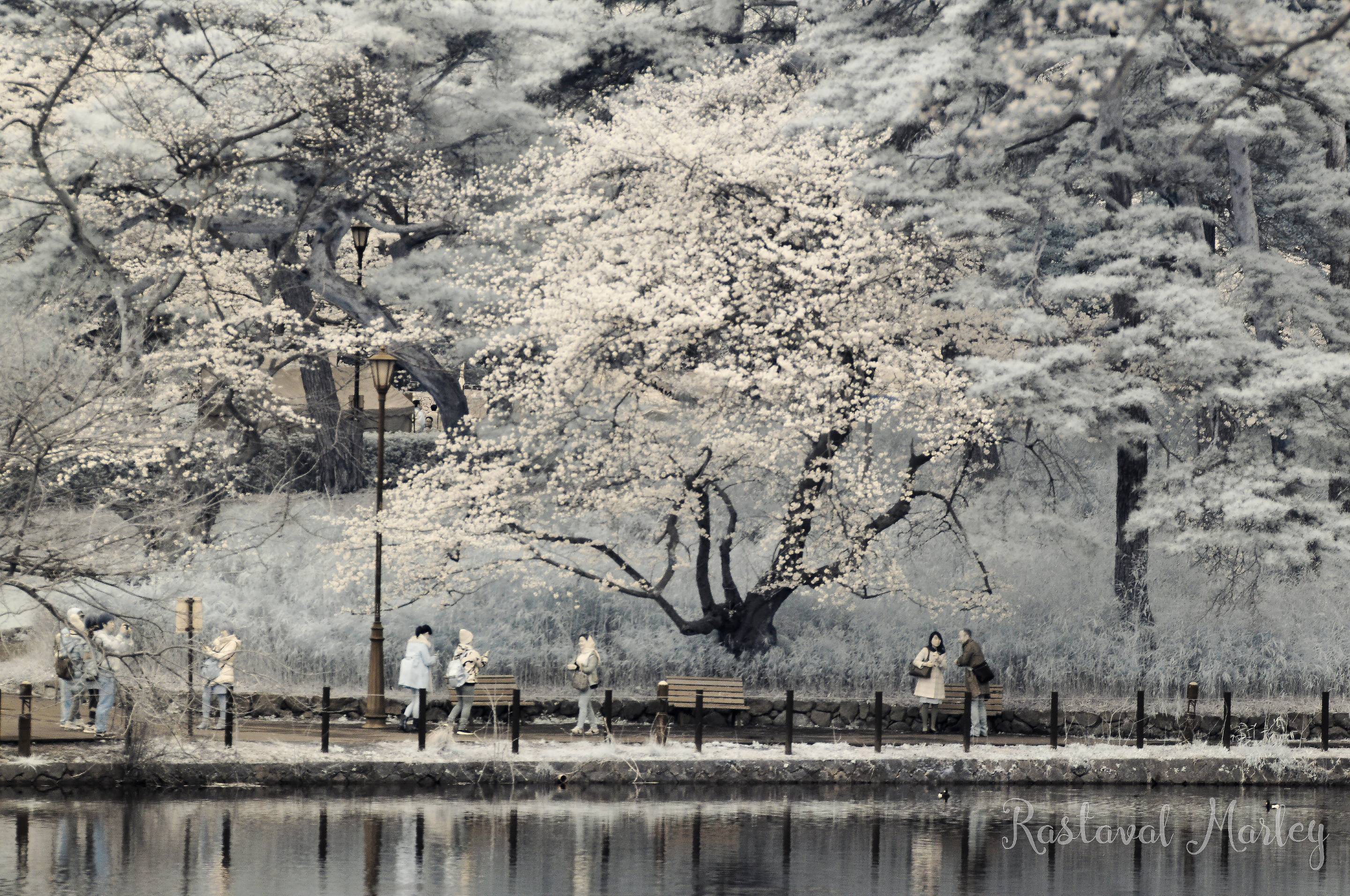 Infrared Photography